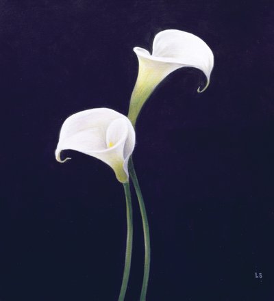 Lily by Lincoln Seligman